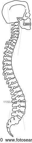 Clipart - Vertebral column w/skull. Fotosearch