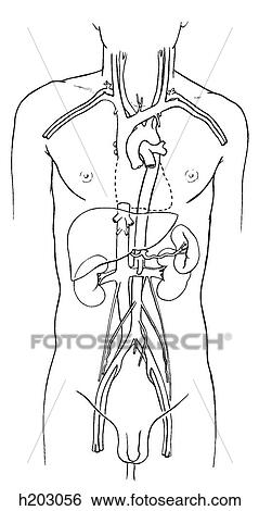 Vessels, abdominal wall View Large Illustration Stock Illustration - Vessels, abdominal wall. Fotosearch