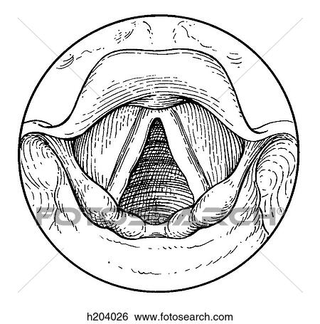 Vocal cords View Large Illustration Stock Illustration - Vocal cords. Fotosearch