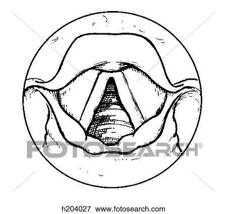 Stock Illustration - Vocal cords. Fotosearch