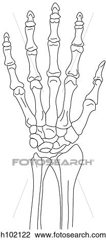 Wrist & hand skeleton, dorsal Drawing | h102122 | Fotosearch