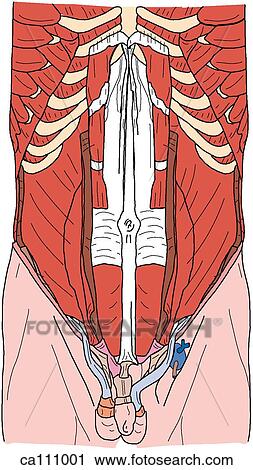 Abdominal muscles, deep View Large Illustration Clip Art - Abdominal muscles, deep. Fotosearch