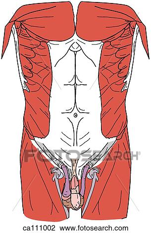 Drawing - Abdominal muscles, superficial. Fotosearch