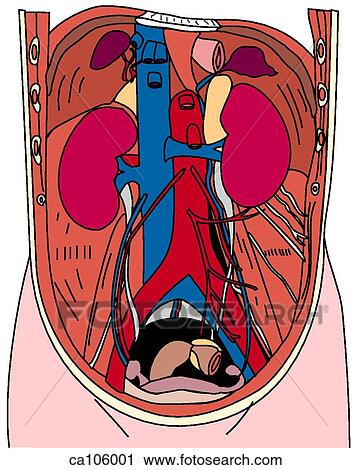 Clip Art - Abdominal vessels with kidneys and suprarenal. Fotosearch