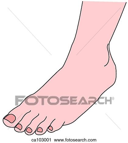 Clip Art - Ankle and dorsum of foot. Fotosearch