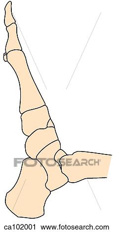 Clip Art - Ankle and foot bones. Fotosearch