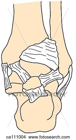 Ankle, bones and ligaments View Large Illustration Stock Illustration - Ankle, bones and ligaments. Fotosearch