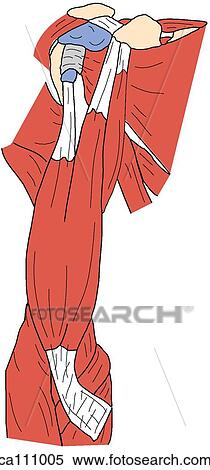 Arm muscles, superficial View Large Illustration Stock Illustration - Arm muscles, superficial. Fotosearch