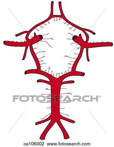 Arterial Circle of Willis View Large Illustration Drawing - Arterial Circle of Willis. Fotosearch