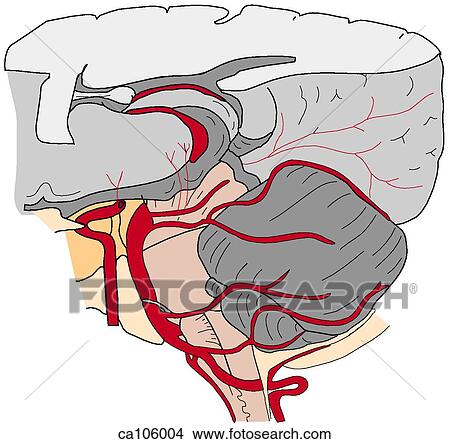 Arteries supplying brainstem and cerebellum View Large Illustration Stock Illustration - Arteries supplying brainstem and cerebellum. Fotosearch