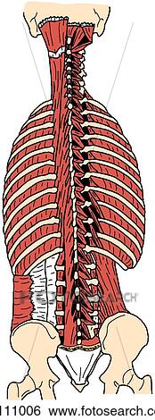 Back and neck muscles, deep Stock Illustration | ca111006 | Fotosearch