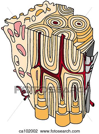 Bone, compact and spongy View Large Illustration Drawing - Bone, compact and spongy. Fotosearch
