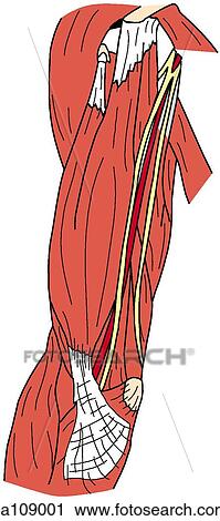 Brachial artery and nerves of arm in situ View Large Illustration Clip Art - Brachial artery and nerves of arm in situ. Fotosearch