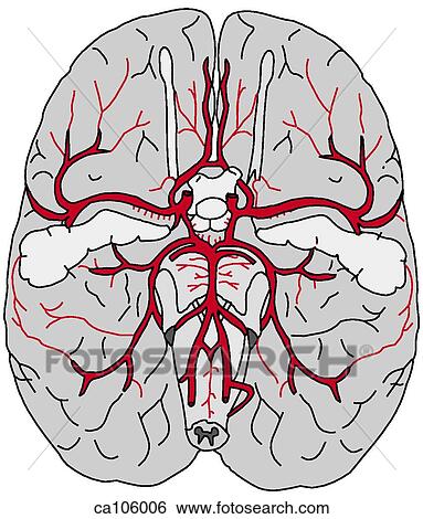 Brain, base with arteries/Circle of Willis View Large Illustration Stock Illustration - Brain, base with arteries/Circle of Willis. Fotosearch