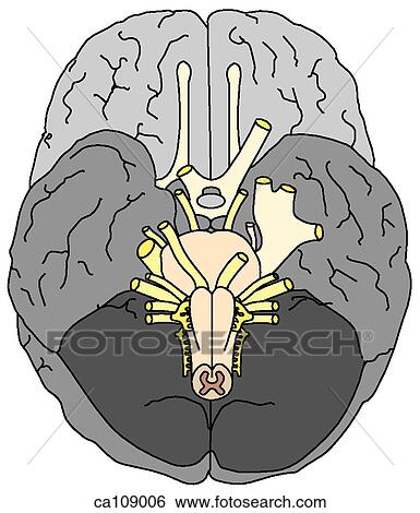 Brain, base with cranial nerves View Large Illustration Stock Illustration - Brain, base with cranial nerves. Fotosearch