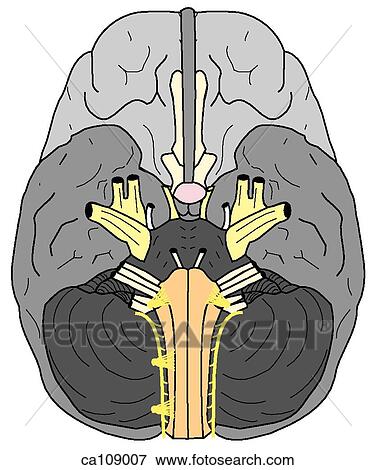 Brain, base with cranial nerves View Large Illustration Stock Illustration - Brain, base with cranial nerves. Fotosearch
