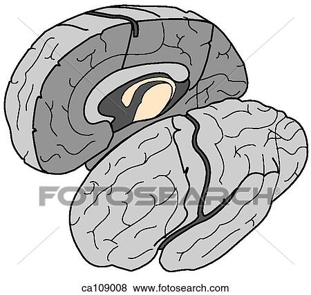 Brain, bisected View Large Illustration Stock Illustration - Brain, bisected. Fotosearch