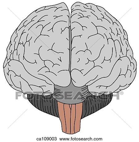 Brain View Large Illustration Drawing - Brain. Fotosearch