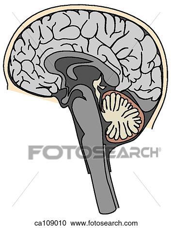 Brain, right half View Large Illustration Clipart - Brain, right half. Fotosearch