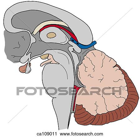 Clip Art - Brainstem and cerebellum. Fotosearch