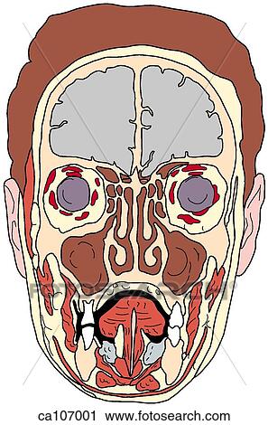 Clip Art - Cavities of head. Fotosearch