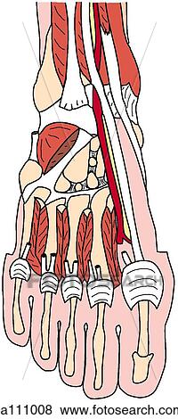 Deep dissection of dorsum of foot View Large Illustration Stock Illustration - Deep dissection of dorsum of foot. Fotosearch