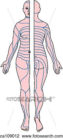 Drawing - Dermatomes. Fotosearch