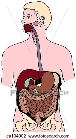 Drawing - Digestive system, overview. Fotosearch