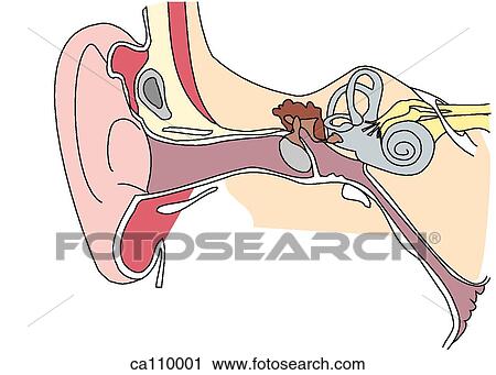 Clip Art - Ear, cross section. Fotosearch