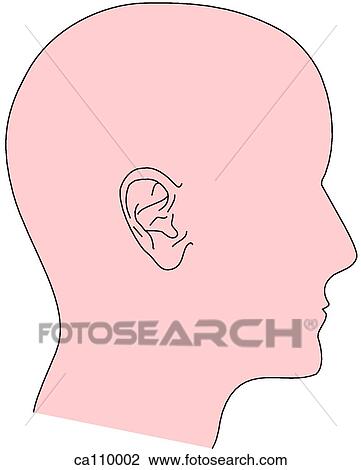 Drawing - Ear, external. Fotosearch