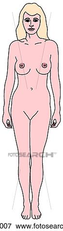 Female figure, adult View Large Illustration Stock Illustration - Female figure, adult. Fotosearch