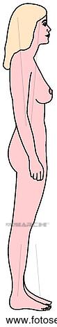 Female figure, adult View Large Illustration Stock Illustration - Female figure, adult. Fotosearch
