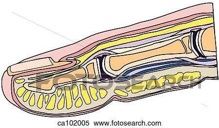 Finger and nail bed View Large Illustration Stock Illustration - Finger and nail bed. Fotosearch