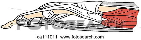 Finger, tendon attachments View Large Illustration Clip Art - Finger, tendon attachments. Fotosearch