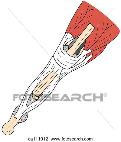 Finger, tendon attachments View Large Illustration Drawing - Finger, tendon attachments. Fotosearch