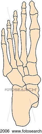 Foot, bones View Large Illustration Stock Illustration - Foot, bones. Fotosearch