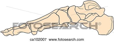Stock Illustration - Foot, bones. Fotosearch