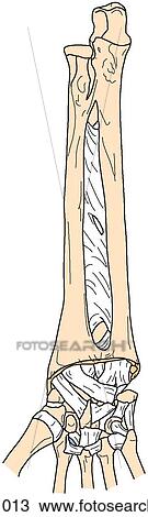 Forearm and wrist, bones and ligaments View Large Illustration Drawing - Forearm and wrist, bones and ligaments. Fotosearch