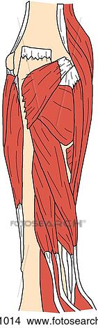 Forearm muscles, deep View Large Illustration Stock Illustration - Forearm muscles, deep. Fotosearch