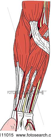 Forearm muscles, superficial View Large Illustration Stock Illustration - Forearm muscles, superficial. Fotosearch