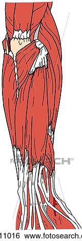Forearm muscles, superficial View Large Illustration Stock Illustration - Forearm muscles, superficial. Fotosearch