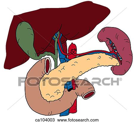 Drawing - Gallbladder, duodenum, pancreas and spleen. Fotosearch