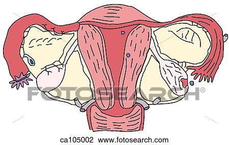 Genital organs and ligaments, internal female View Large Illustration Drawing - Genital organs and ligaments, internal female. Fotosearch