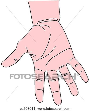 Clip Art - Hand and wrist, palmar aspect. Fotosearch
