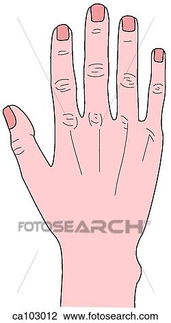 Hand, dorsum View Large Illustration Drawing - Hand, dorsum. Fotosearch