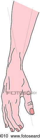 Clipart - Hand & forearm, resting position, anterior. Fotosearch