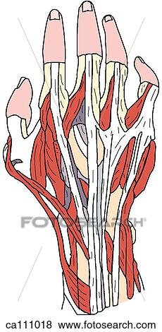 Hand, superficial dissection View Large Illustration Stock Illustration - Hand, superficial dissection. Fotosearch