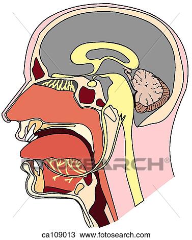 Head, bisected with nerves to tongue View Large Illustration Drawing - Head, bisected with nerves to tongue. Fotosearch