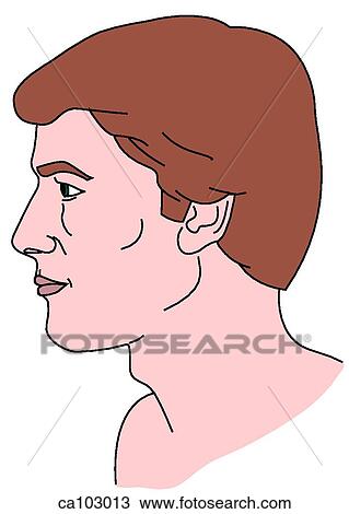 Head & neck of adult male, lateral View Large Illustration Drawing - Head & neck of adult male, lateral. Fotosearch