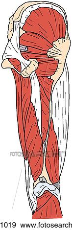 Hip and thigh muscles, deep View Large Illustration Stock Illustration - Hip and thigh muscles, deep. Fotosearch